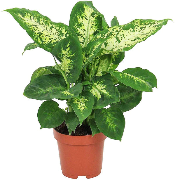 dieffenbachia amazon Dieffenbachia Compacta – WARDA Plants