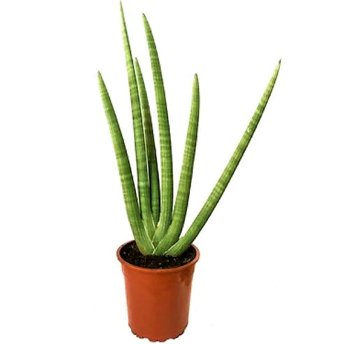 sansevieria desertii Sansevieria Cylindrica Skyline, Sansevieria Desertii – WARDA Plants