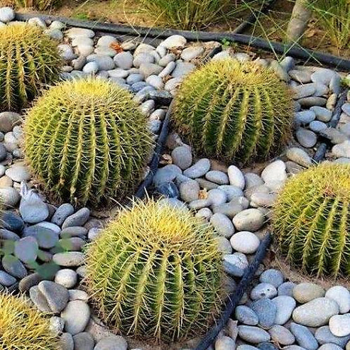 Golden Barrel Cactus, Ball Cactus