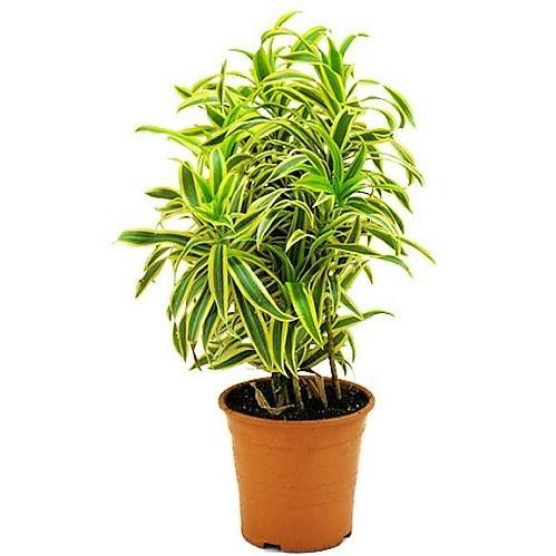 dracaena pleomele reflexa Dracaena Reflexa, Song of India, Pleomele – WARDA Plants