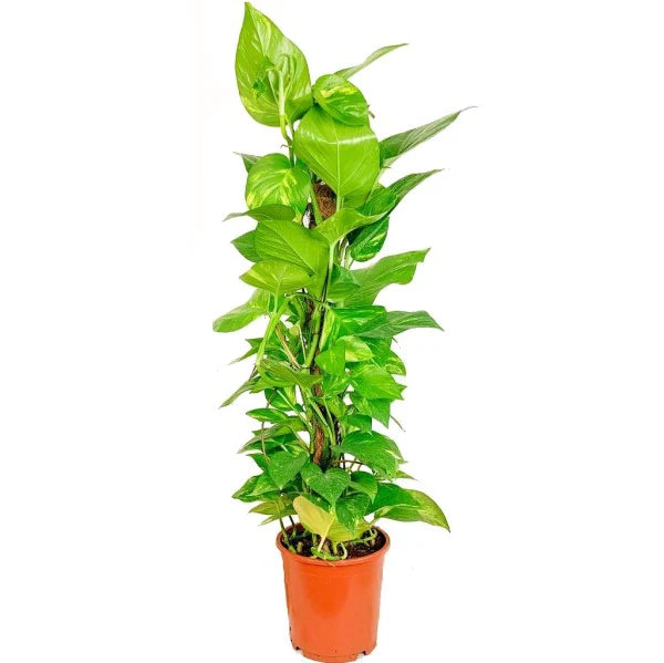Money Plant
