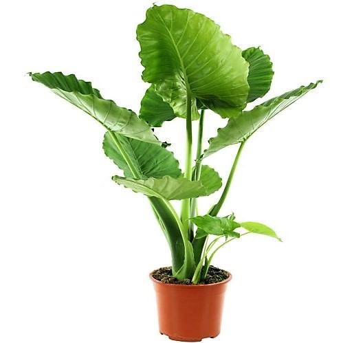 Alocasia Gageana, Elephant Ear, Alocasia California – WARDA Plants