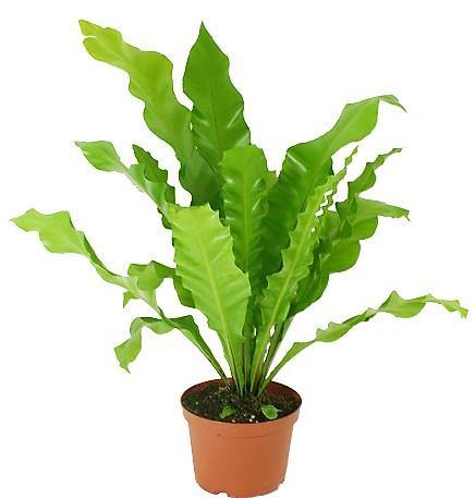 Bird’s Nest Fern