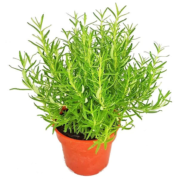 Rosemary Herb