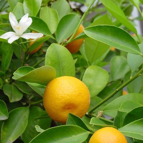 Chinese oranges