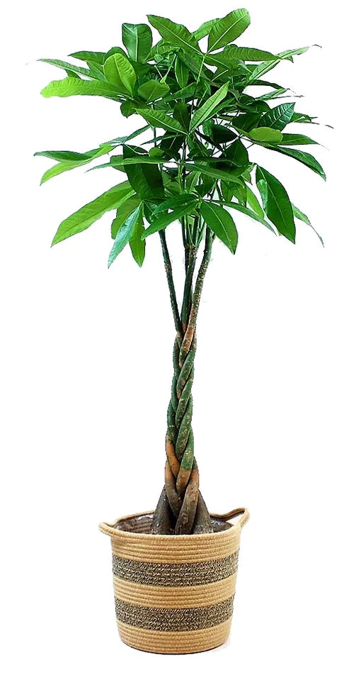 Money Tree
