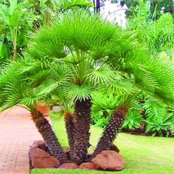 European Fan Palm