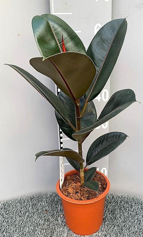 Rubber Plant