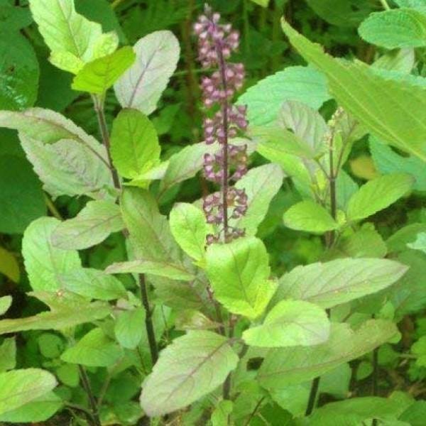 Tulsi Plant, Holy Basil