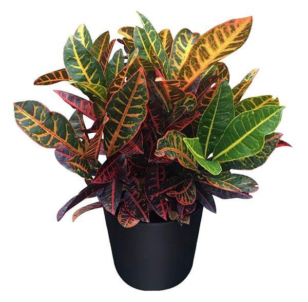 Croton Plant