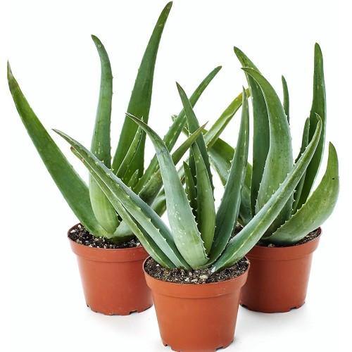Aloe Vera – WARDA Plants