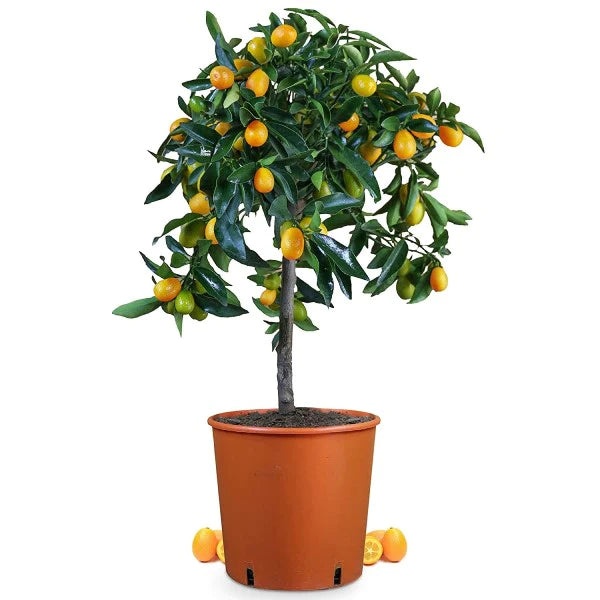 Fortunella margarita, Kumquat – WARDA Plants