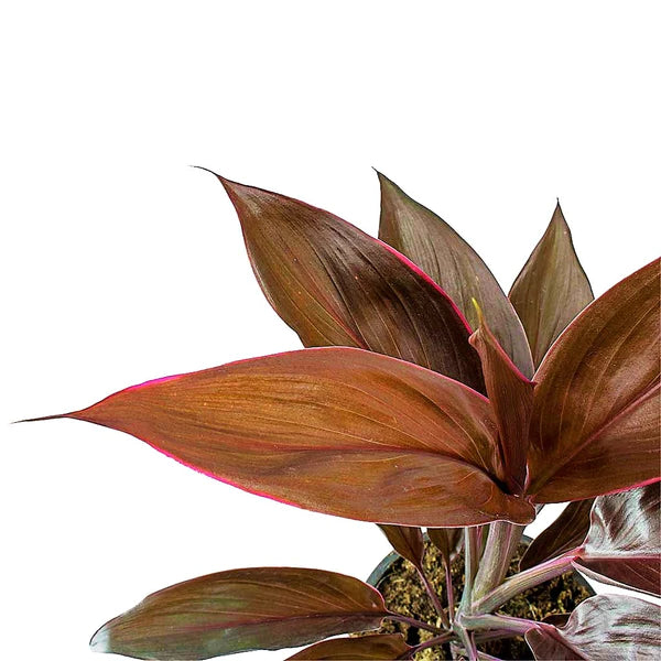 Cordyline Fruticosa Mambo