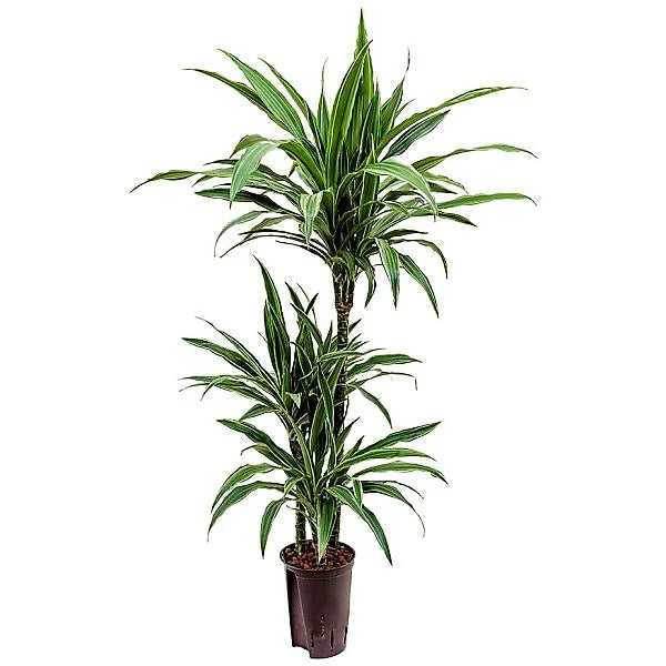 Dracaena Warneckei