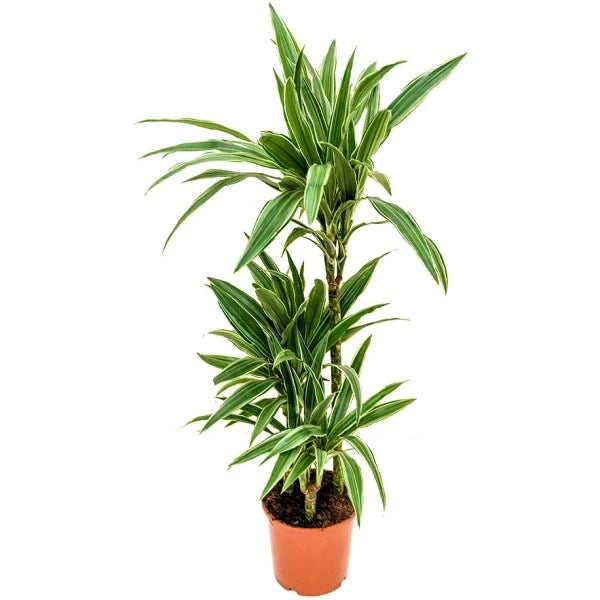 dracaena deremensis warneckei Dracaena Warneckei – WARDA Plants
