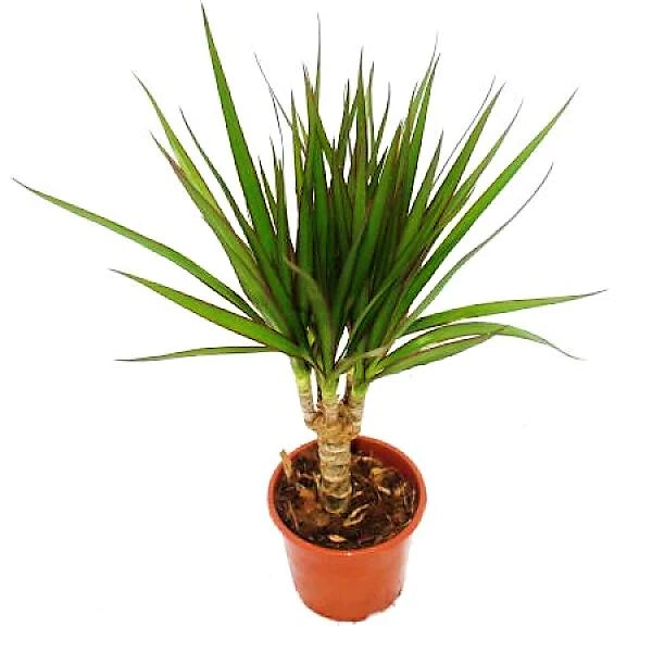 Dracaena Draco