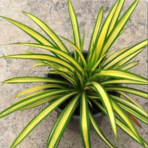 Pandanus Variegata