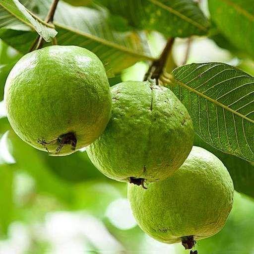 Guava Tree