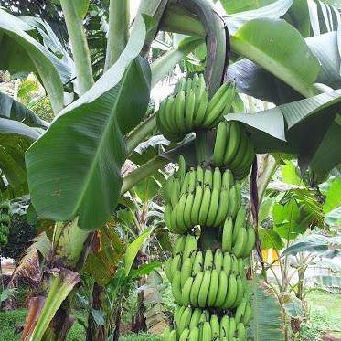 Banana Tree