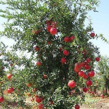 Pomegranate Tree
