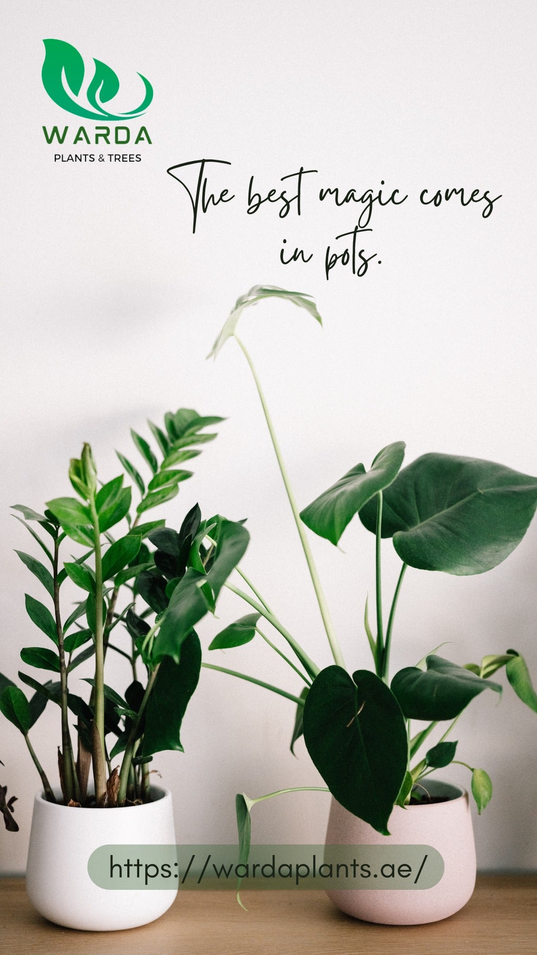 Best Time for Plantation in United Arab Emirates: A Complete Guide