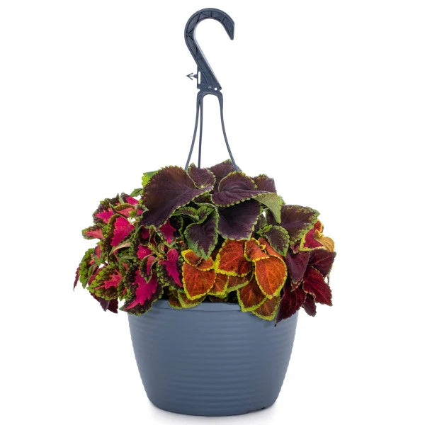 Coleus Mix per piece (small)