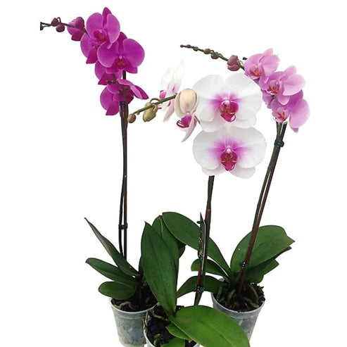Orchids
