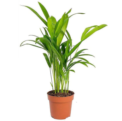 Areca Small