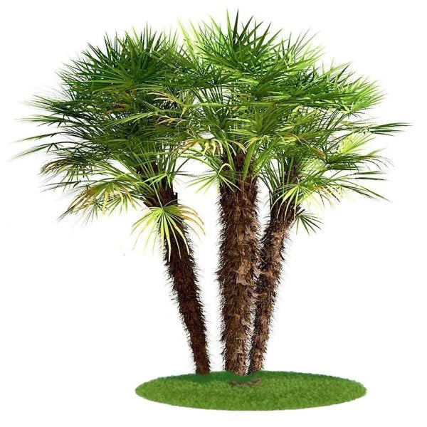 European Fan Palm