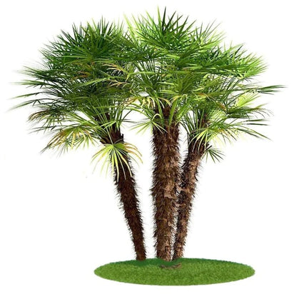 European Fan Palm