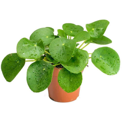 Chinese Money Plant