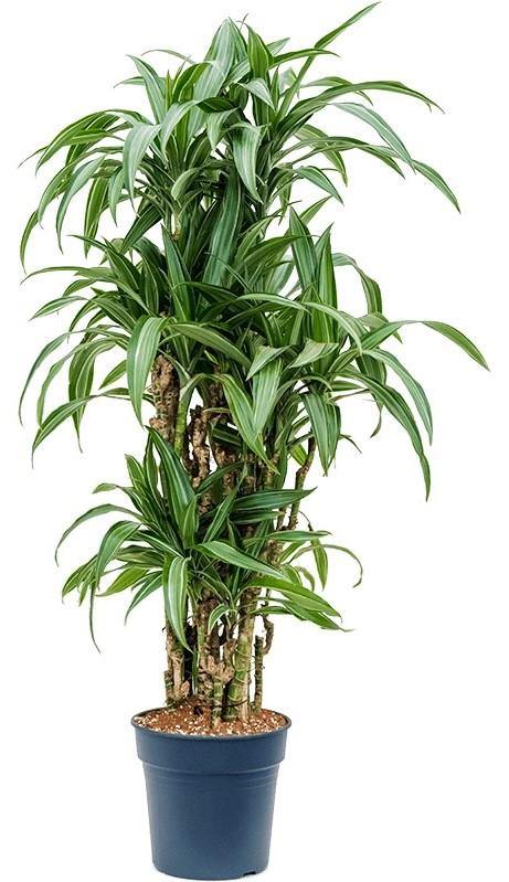 Dracaena Fragrans