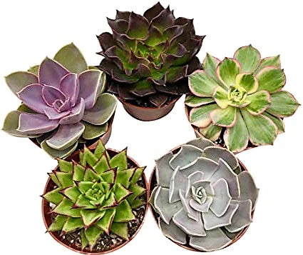 Mini succulents