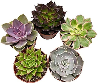 Mini succulents