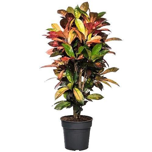 Croton Plant