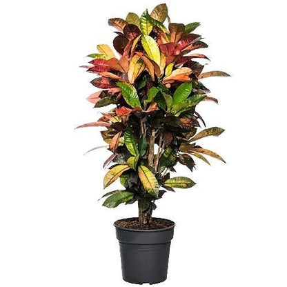 Croton Plant