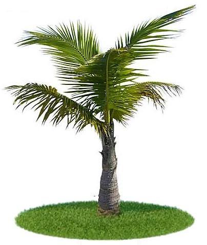 Coconut Palm