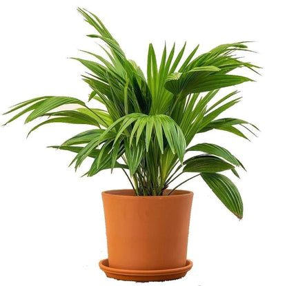 Chinese Fan Palm