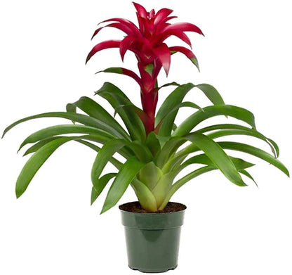 Guzmania