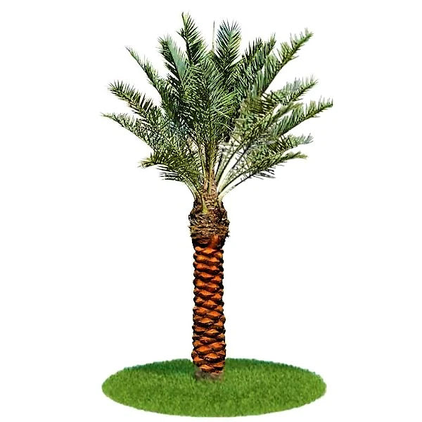 Date Palm