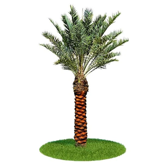 Date Palm