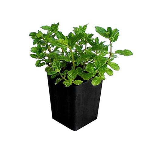Mint Plant
