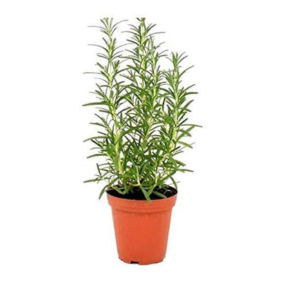 Rosemary Herb