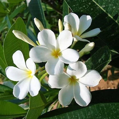 Frangipani Tree