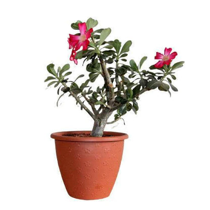 Desert Rose