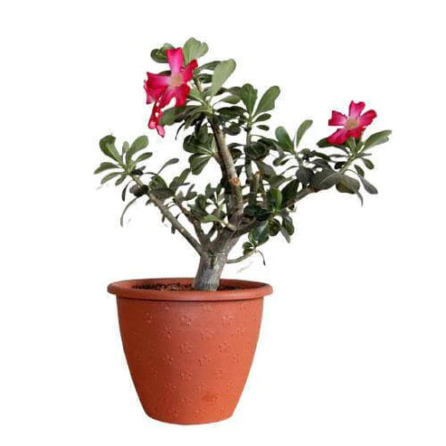 Desert Rose
