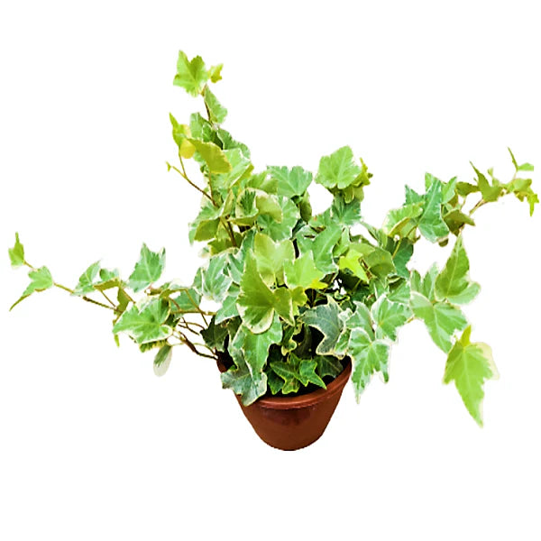 Variegated English Ivy