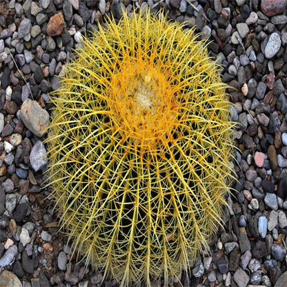 Golden Barrel Cactus, Ball Cactus