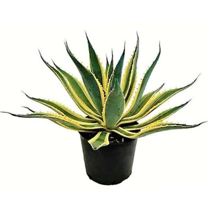 Agave Variegated