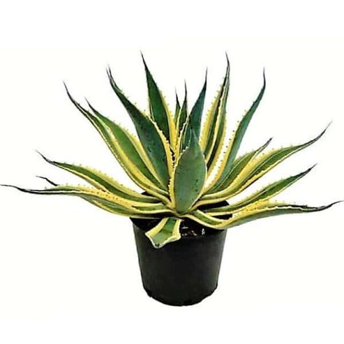 Agave Variegated